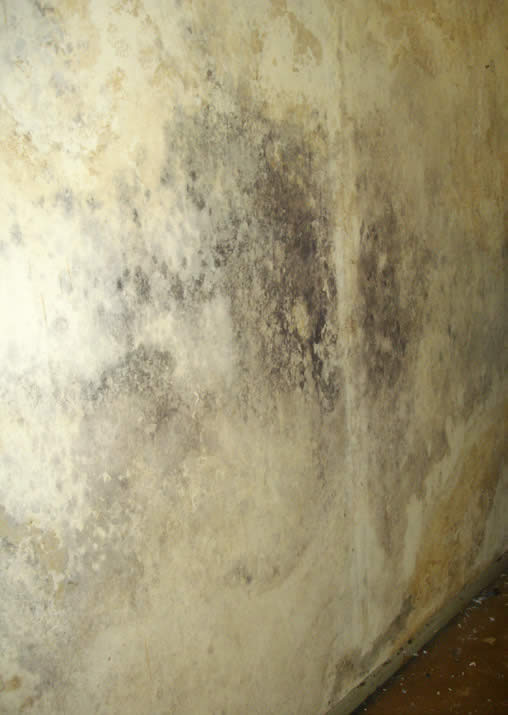 Figure 9: Black spot mould is a commonly associated with condensation.