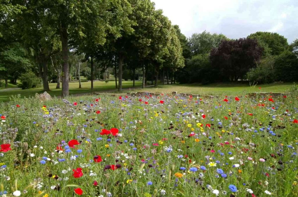Civic-and-Institution-Wildflowers-in-Park-Setting